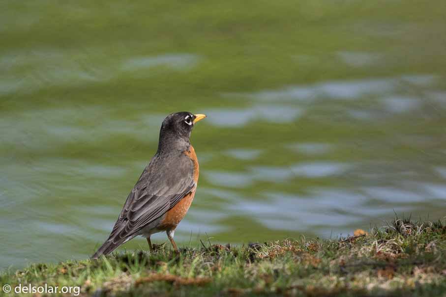 Canon EOS 7D Mark II  --  600 mm  --  EF600mm f/4L IS II USM  