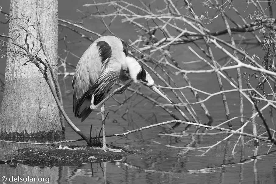 Canon EOS 7D Mark II  --  600 mm  --  EF600mm f/4L IS II USM  