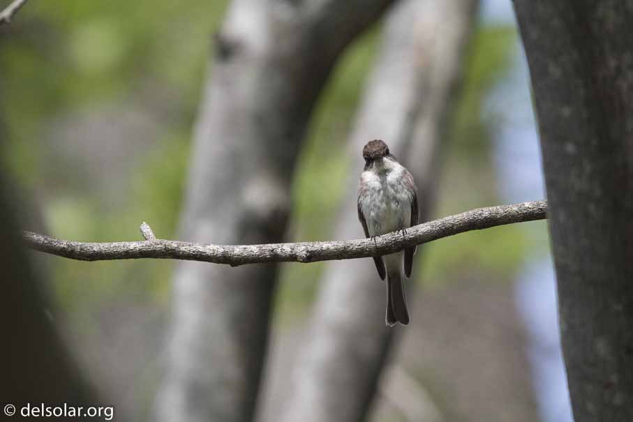 Canon EOS 7D Mark II  --  600 mm  --  EF600mm f/4L IS II USM  