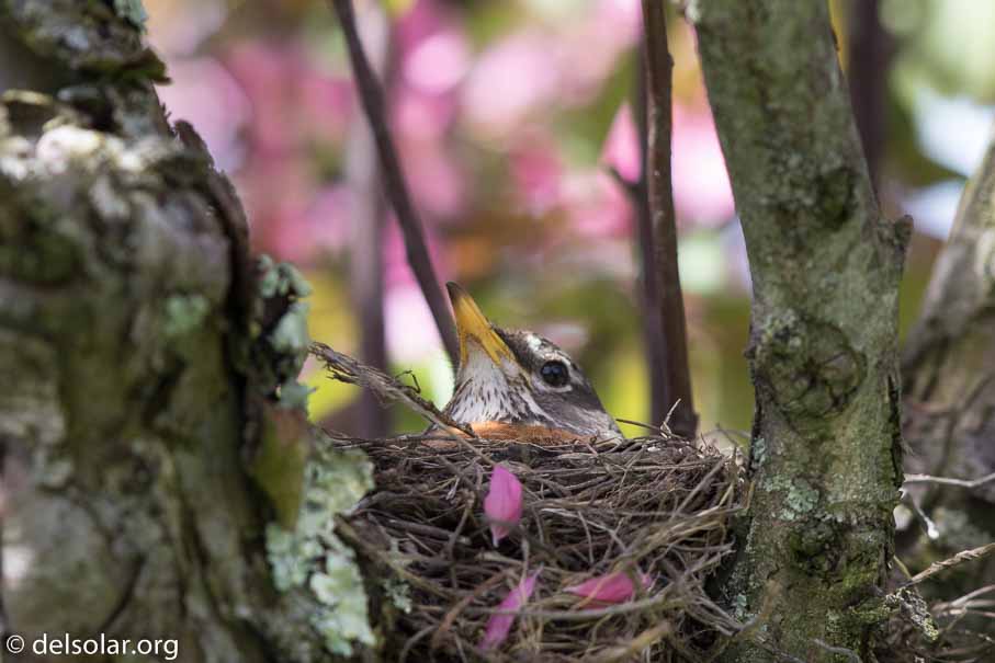Canon EOS 7D Mark II  --  600 mm  --  EF600mm f/4L IS II USM  