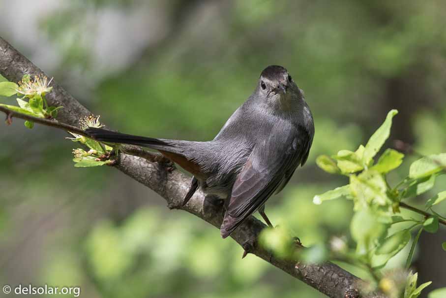 Canon EOS 7D Mark II  --  600 mm  --  EF600mm f/4L IS II USM  