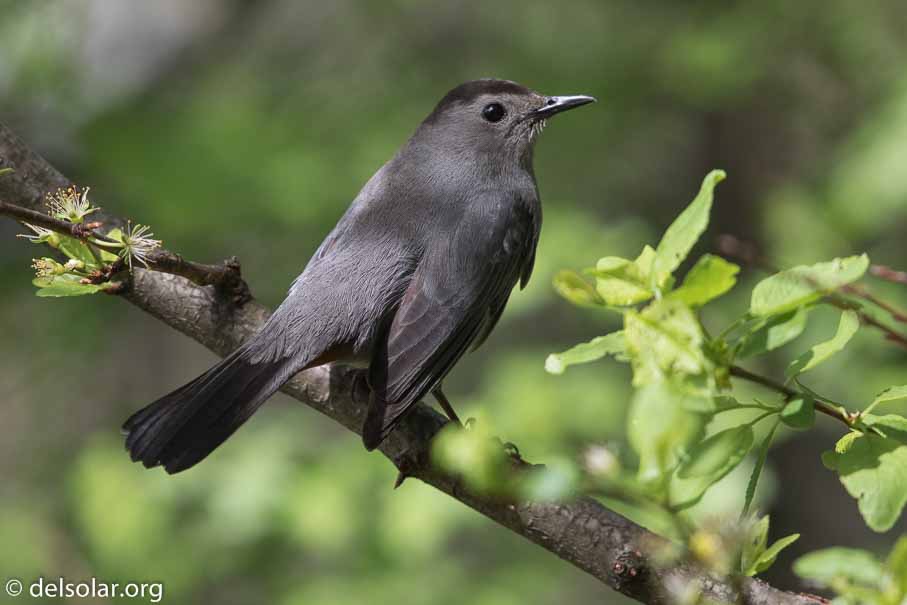 Canon EOS 7D Mark II  --  600 mm  --  EF600mm f/4L IS II USM  