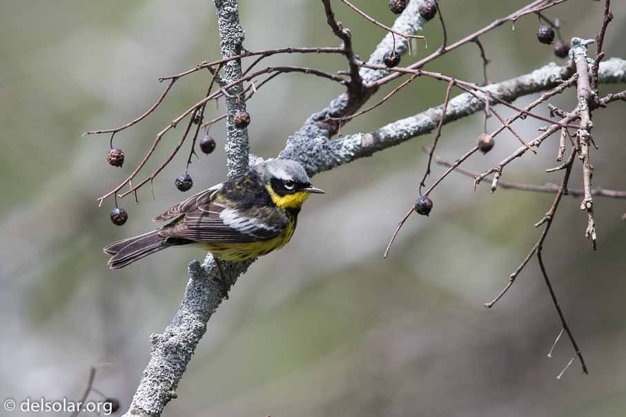 Canon EOS 7D Mark II  --  600 mm  --  EF600mm f/4L IS II USM  