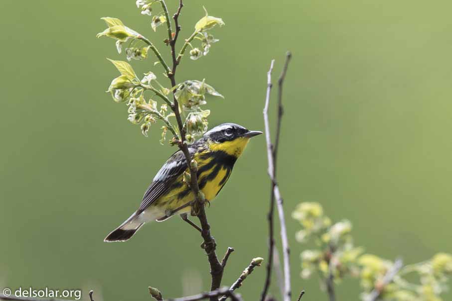 Canon EOS 7D Mark II  --  600 mm  --  EF600mm f/4L IS II USM  