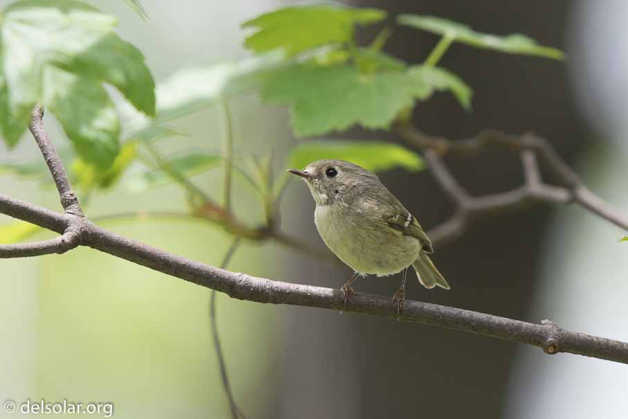 Canon EOS 7D Mark II  --  600 mm  --  EF600mm f/4L IS II USM  