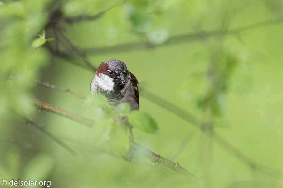 Canon EOS 7D Mark II  --  600 mm  --  EF600mm f/4L IS II USM  