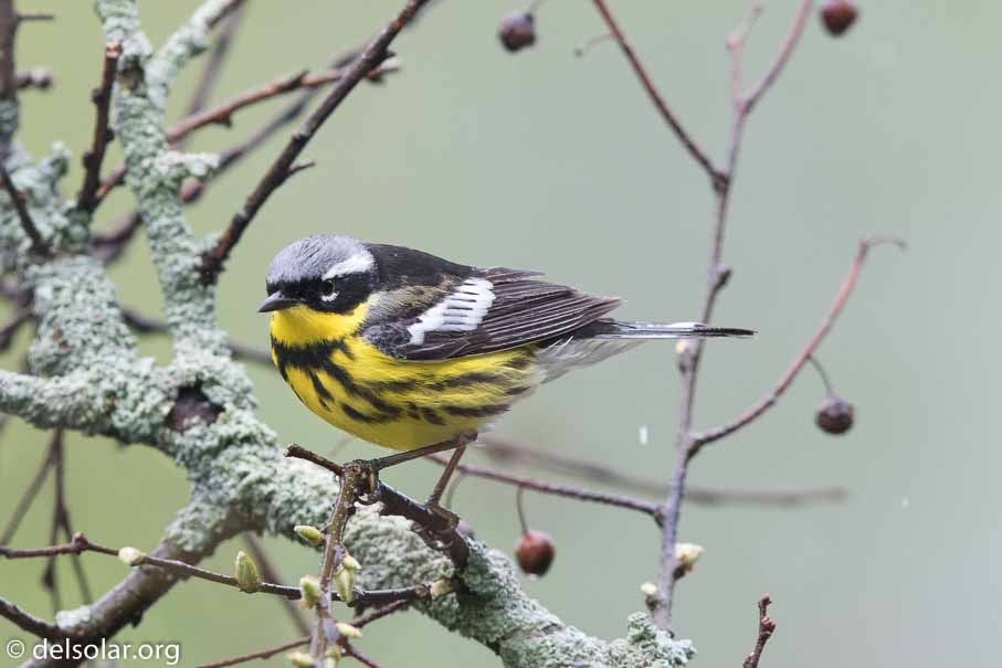 Canon EOS 7D Mark II  --  600 mm  --  EF600mm f/4L IS II USM  