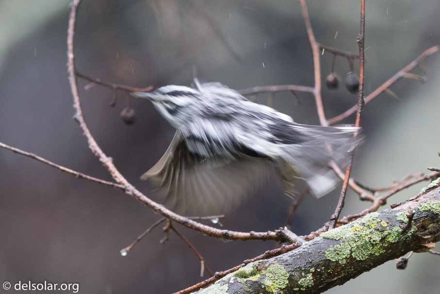 Canon EOS 7D Mark II  --  600 mm  --  EF600mm f/4L IS II USM  