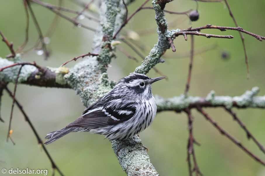 Canon EOS 7D Mark II  --  600 mm  --  EF600mm f/4L IS II USM  