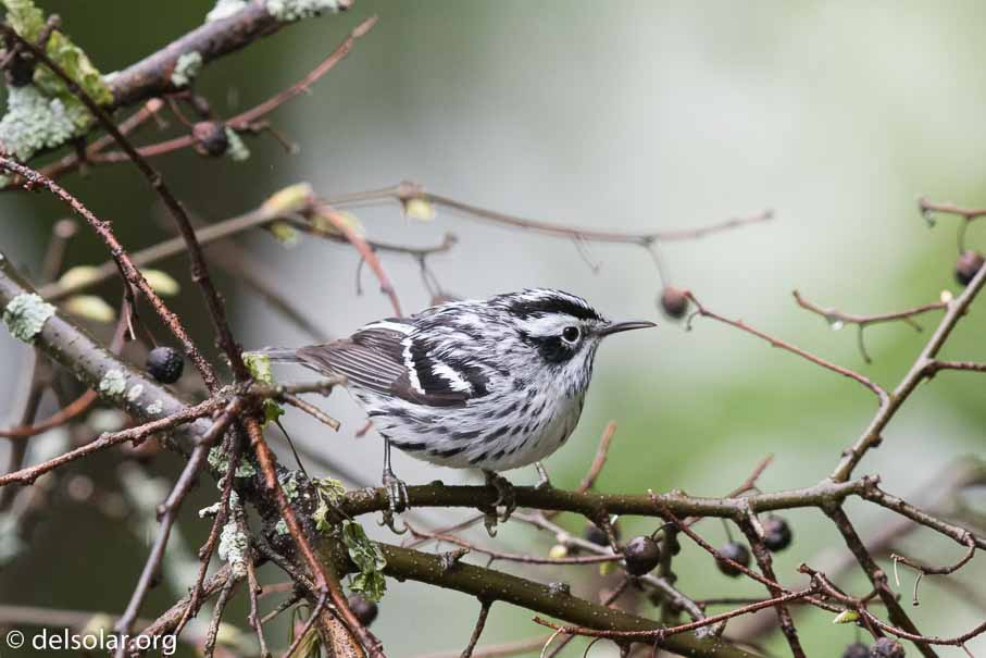 Canon EOS 7D Mark II  --  600 mm  --  EF600mm f/4L IS II USM  