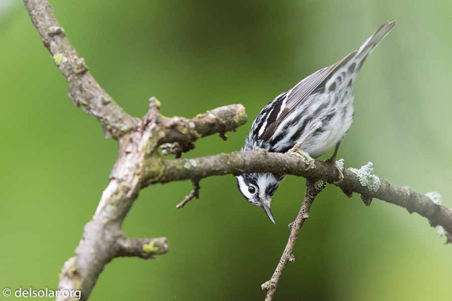 Canon EOS 7D Mark II  --  600 mm  --  EF600mm f/4L IS II USM  