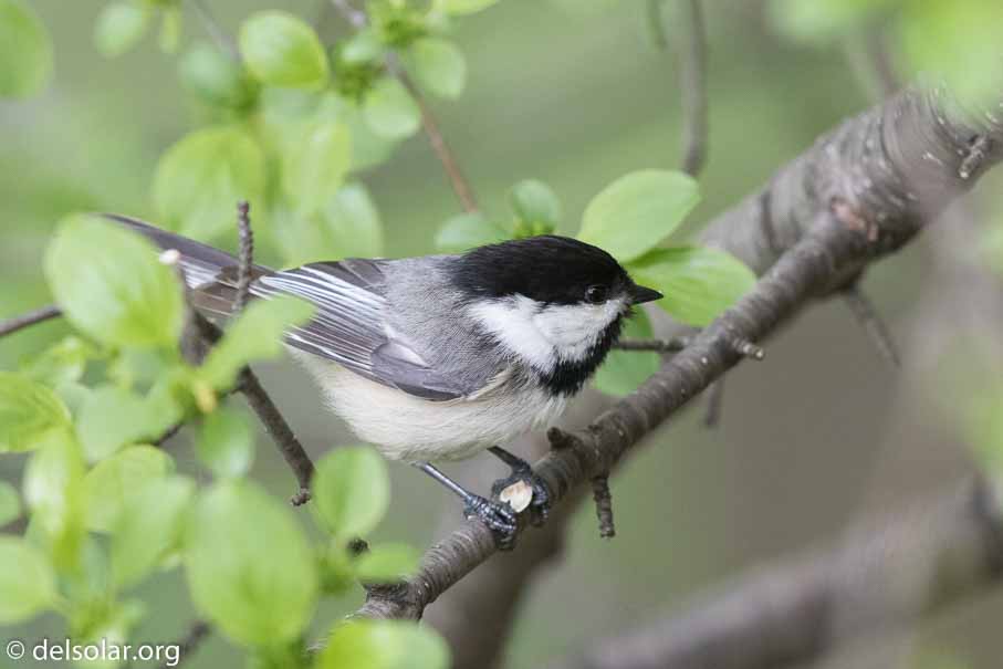 Canon EOS 7D Mark II  --  600 mm  --  EF600mm f/4L IS II USM  