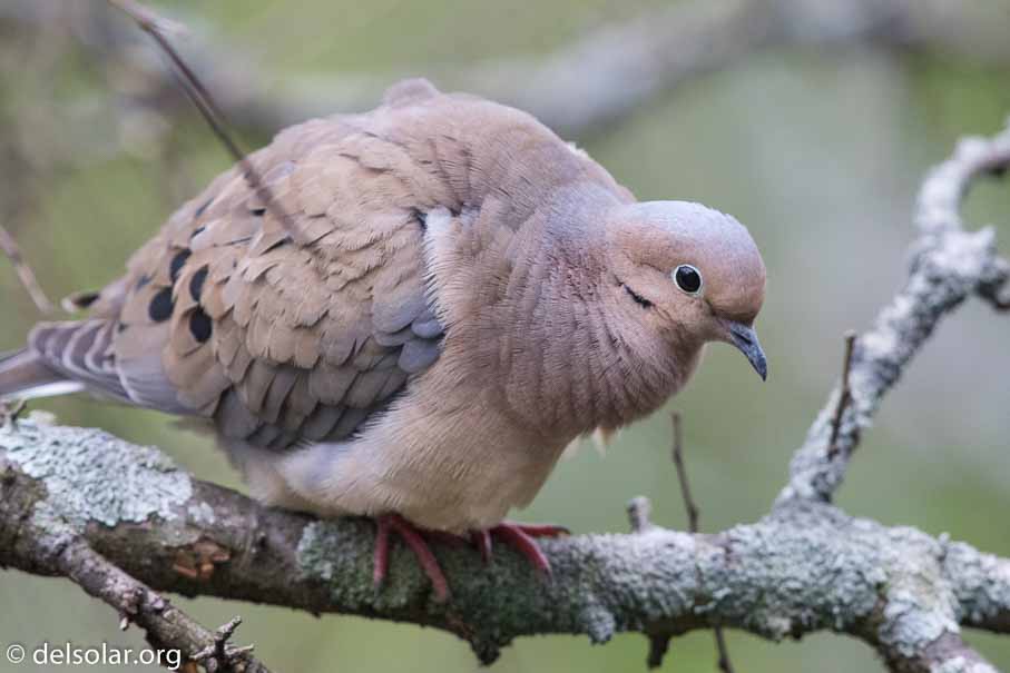 Canon EOS 7D Mark II  --  600 mm  --  EF600mm f/4L IS II USM  