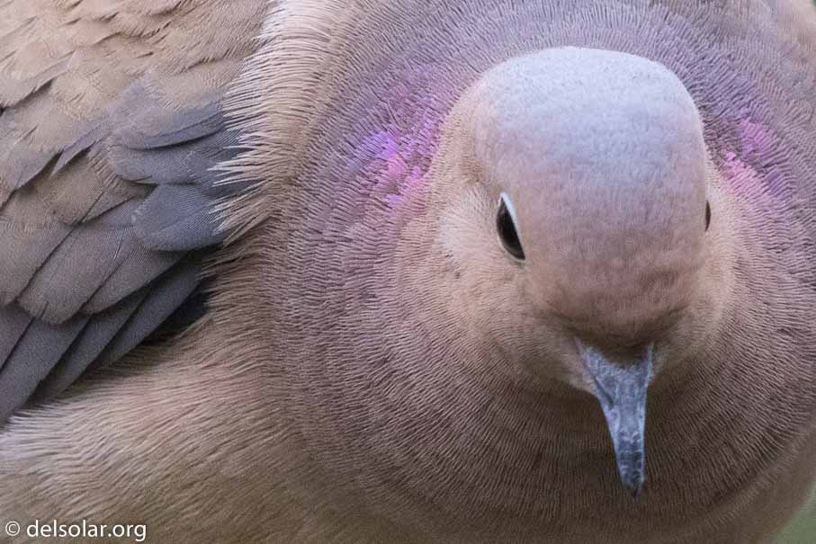 Canon EOS 7D Mark II  --  600 mm  --  EF600mm f/4L IS II USM  