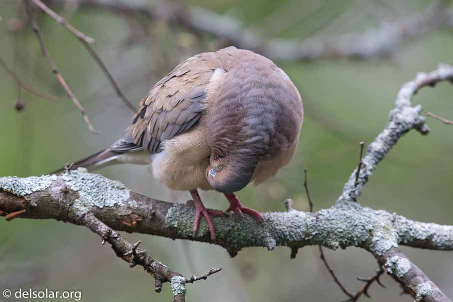 Canon EOS 7D Mark II  --  600 mm  --  EF600mm f/4L IS II USM  