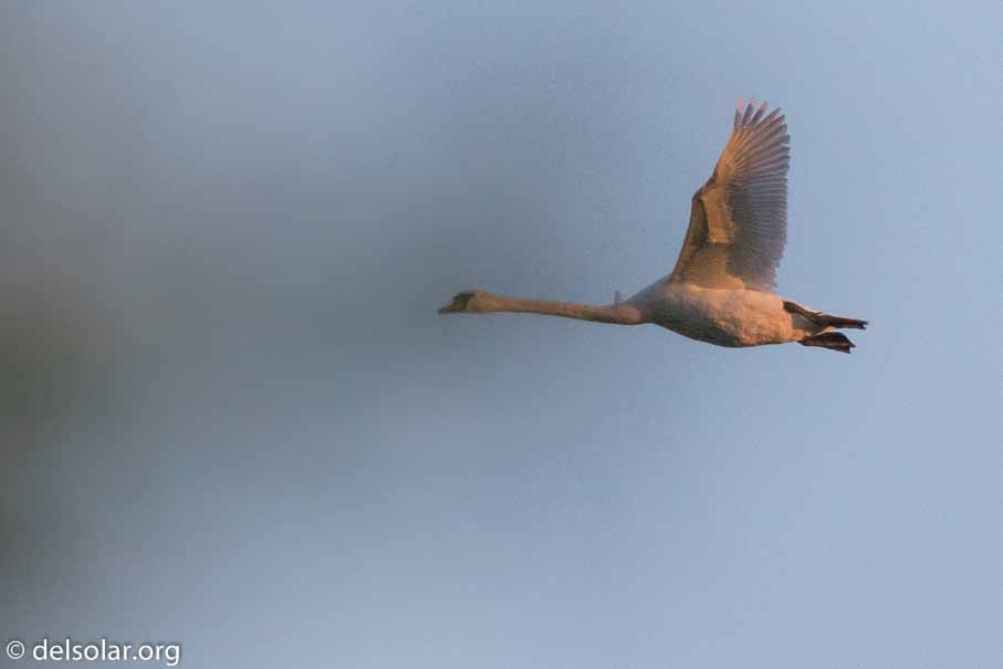 Canon EOS 7D Mark II  --  600 mm  --  EF600mm f/4L IS II USM  