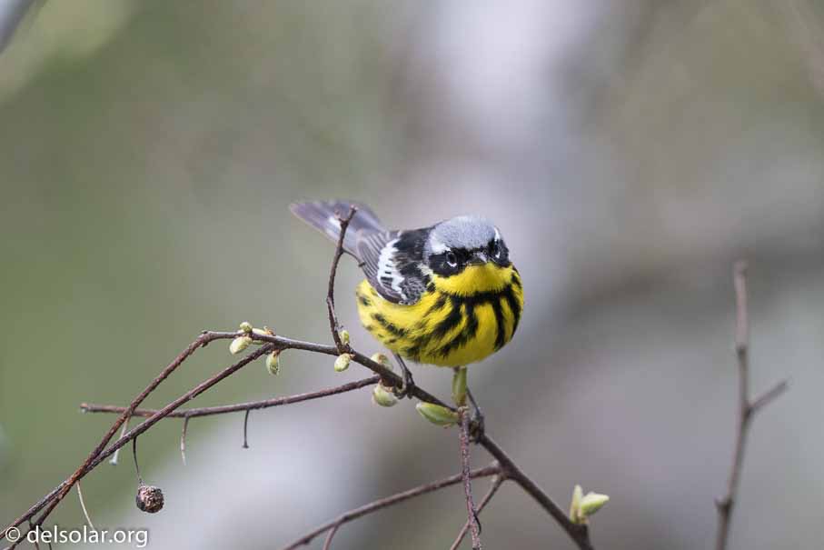 Canon EOS 7D Mark II  --  600 mm  --  EF600mm f/4L IS II USM  