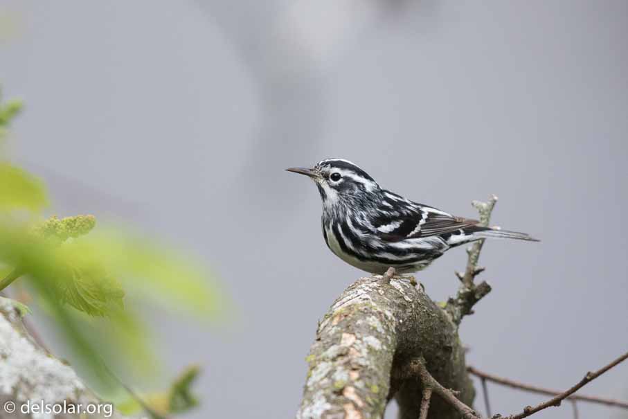 Canon EOS 7D Mark II  --  600 mm  --  EF600mm f/4L IS II USM  