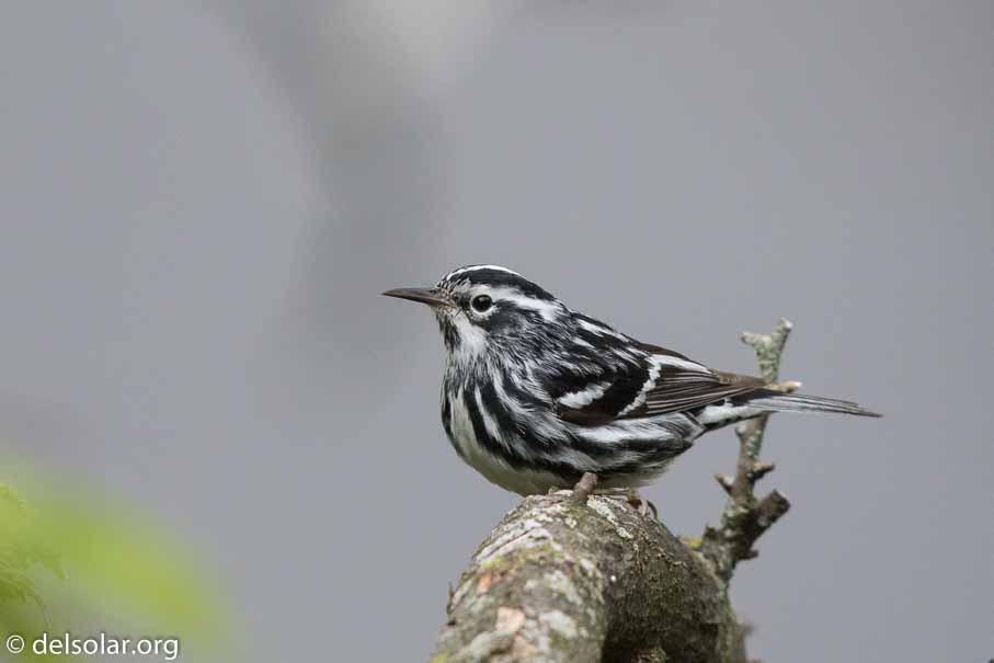 Canon EOS 7D Mark II  --  600 mm  --  EF600mm f/4L IS II USM  