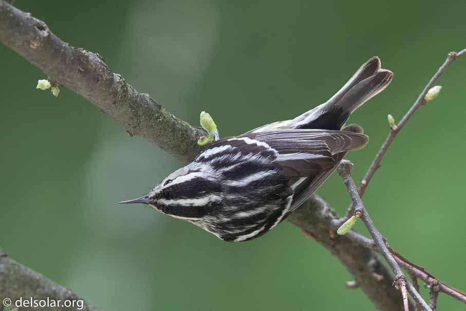 Canon EOS 7D Mark II  --  600 mm  --  EF600mm f/4L IS II USM  