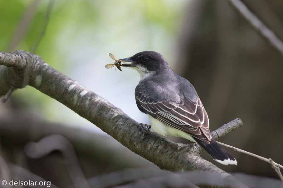 Canon EOS 7D Mark II  --  600 mm  --  EF600mm f/4L IS II USM  