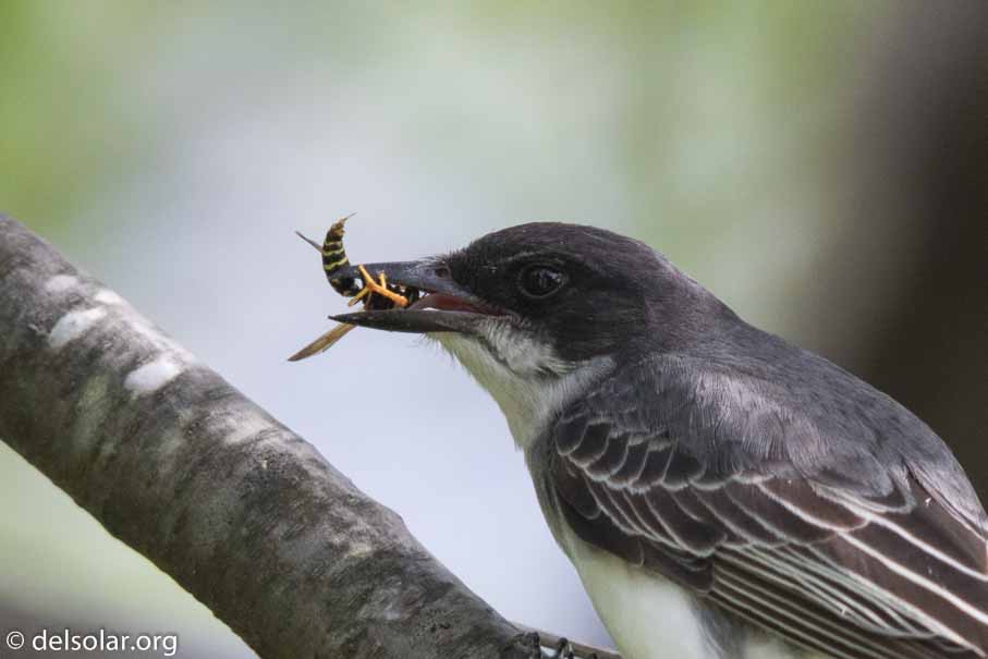 Canon EOS 7D Mark II  --  600 mm  --  EF600mm f/4L IS II USM  