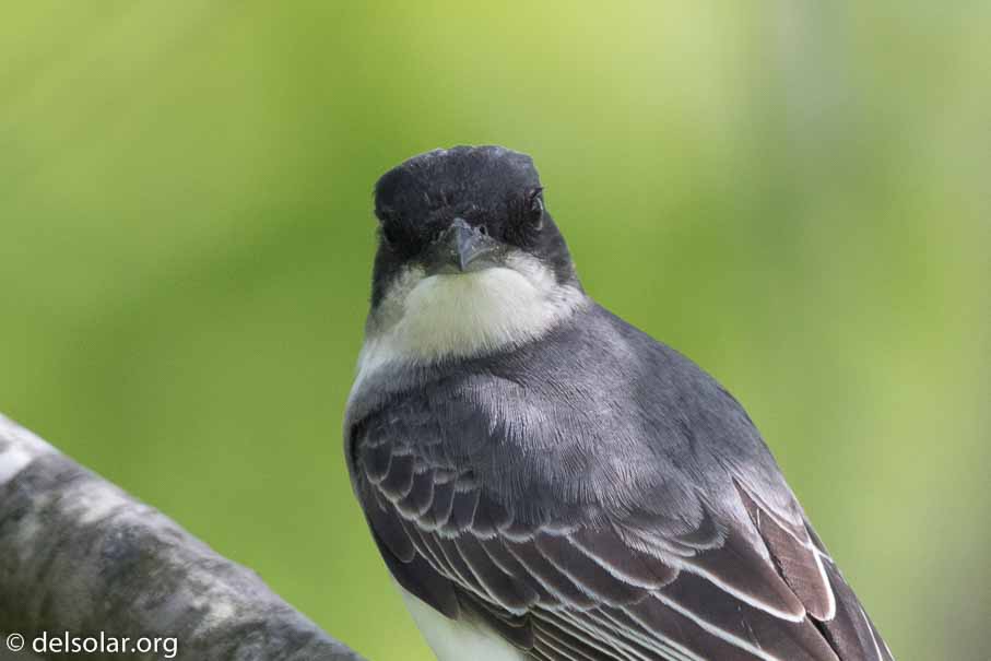 Canon EOS 7D Mark II  --  600 mm  --  EF600mm f/4L IS II USM  