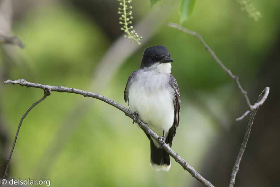 Canon EOS 7D Mark II  --  600 mm  --  EF600mm f/4L IS II USM  