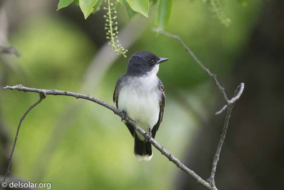 Canon EOS 7D Mark II  --  600 mm  --  EF600mm f/4L IS II USM  