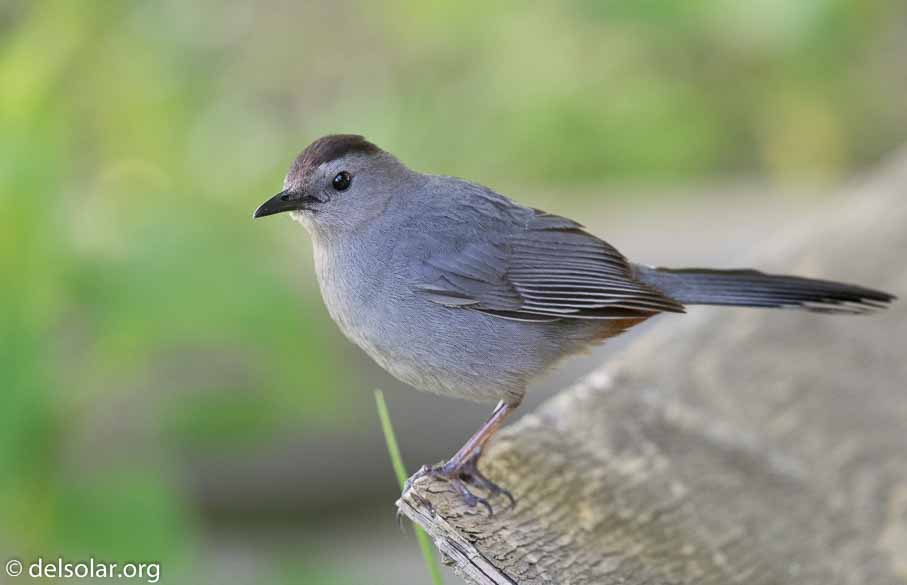 Canon EOS 7D Mark II  --  600 mm  --  EF600mm f/4L IS II USM  