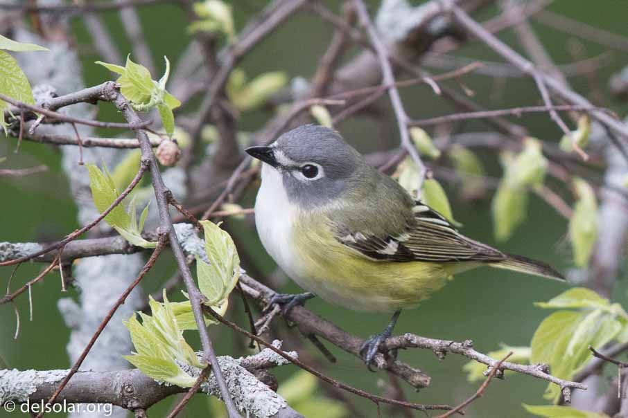 Canon EOS 7D Mark II  --  600 mm  --  EF600mm f/4L IS II USM  