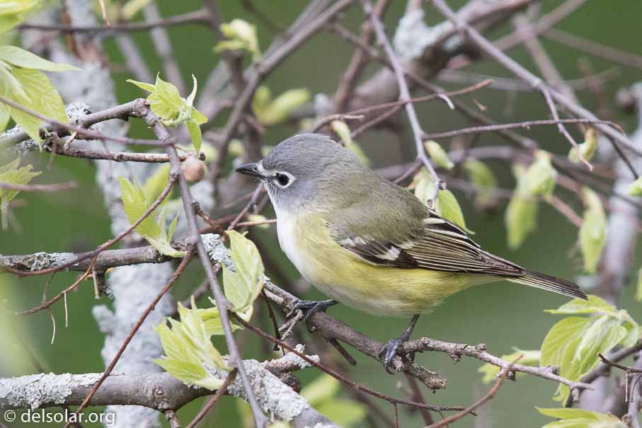 Canon EOS 7D Mark II  --  600 mm  --  EF600mm f/4L IS II USM  