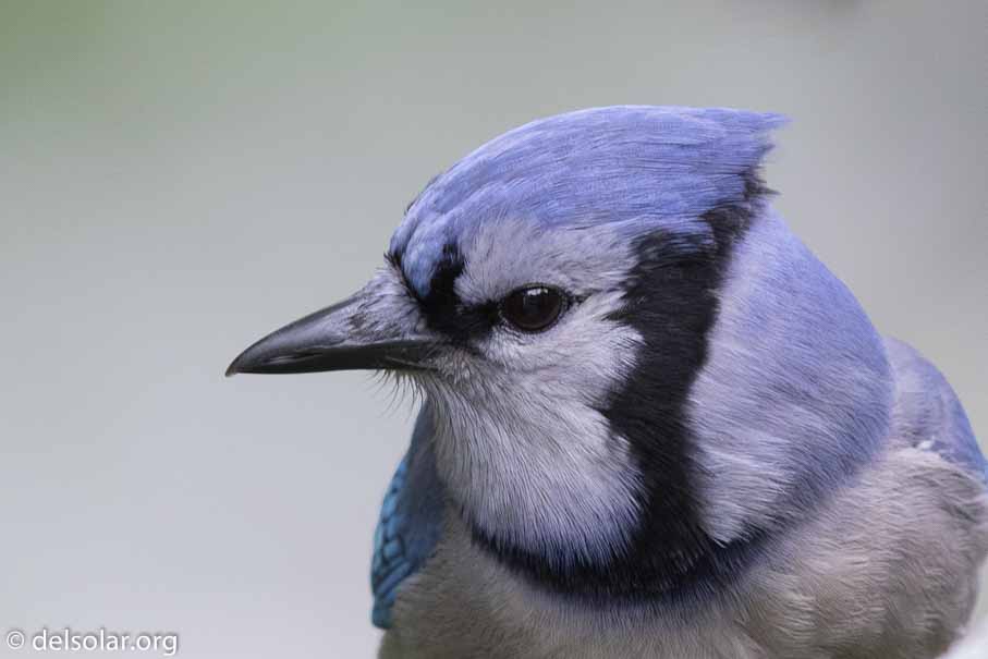 Canon EOS 7D Mark II  --  600 mm  --  EF600mm f/4L IS II USM  