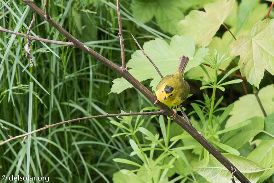 Canon EOS 7D Mark II  --  600 mm  --  EF600mm f/4L IS II USM  