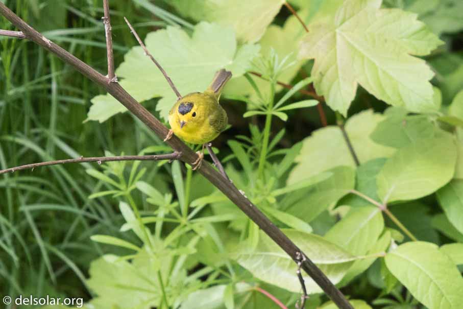 Canon EOS 7D Mark II  --  600 mm  --  EF600mm f/4L IS II USM  