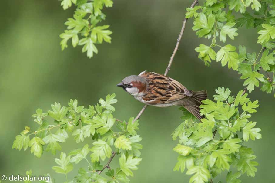 Canon EOS 7D Mark II  --  600 mm  --  EF600mm f/4L IS II USM  