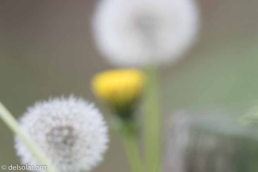 Canon EOS 7D Mark II  --  600 mm  --  EF600mm f/4L IS II USM  