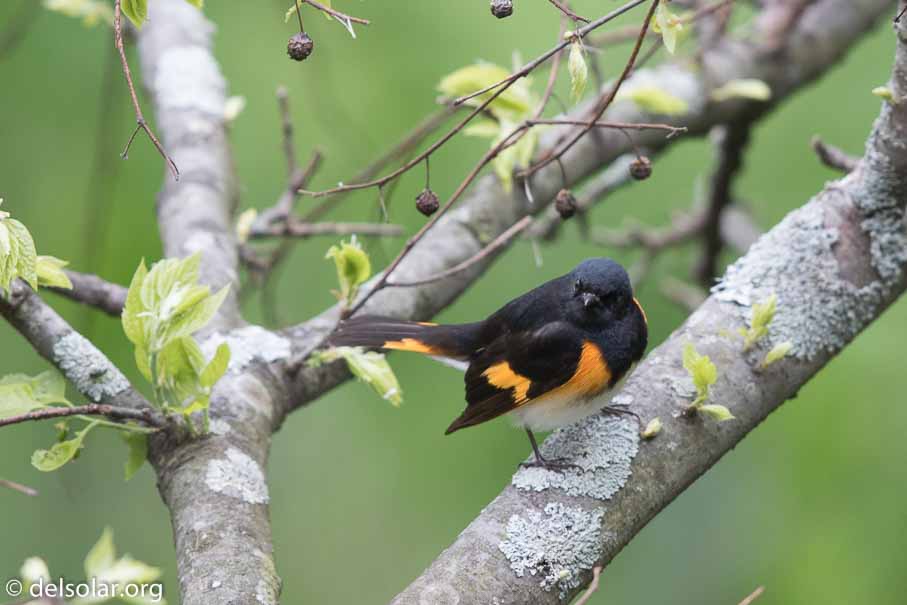 Canon EOS 7D Mark II  --  600 mm  --  EF600mm f/4L IS II USM  