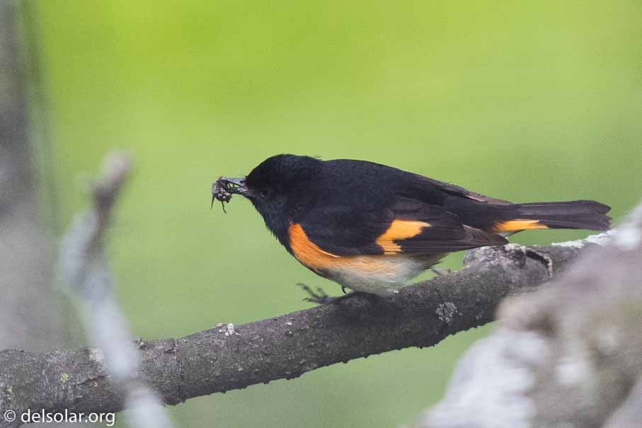 Canon EOS 7D Mark II  --  600 mm  --  EF600mm f/4L IS II USM  