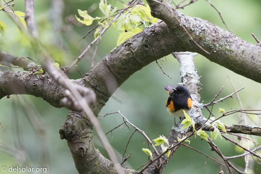 Canon EOS 7D Mark II  --  600 mm  --  EF600mm f/4L IS II USM  