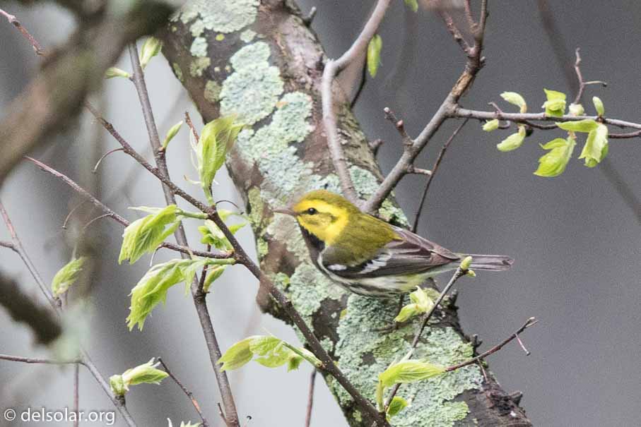 Canon EOS 7D Mark II  --  600 mm  --  EF600mm f/4L IS II USM  