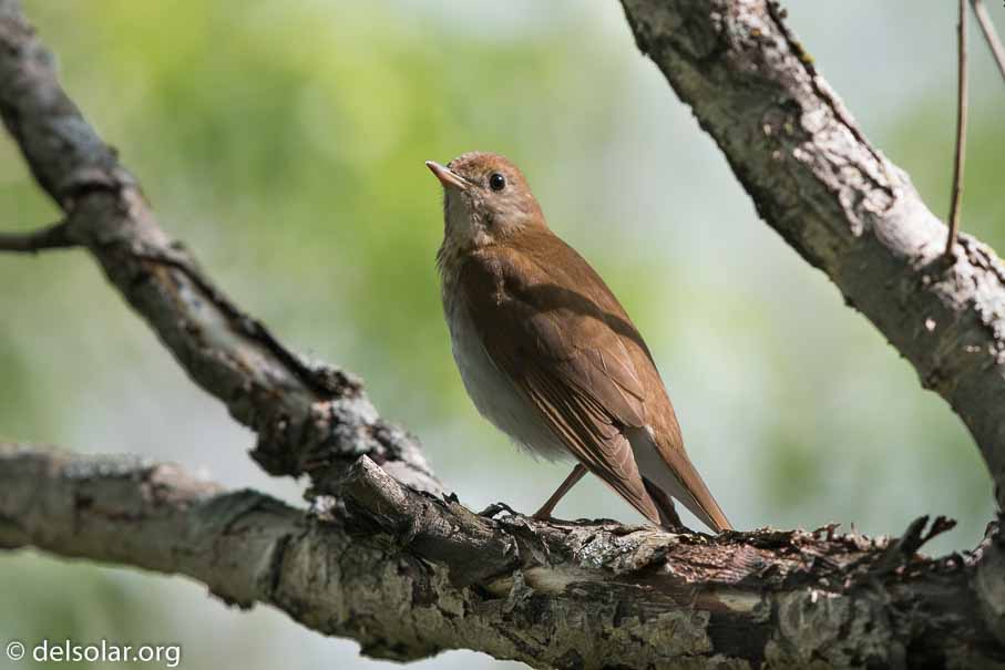 Canon EOS 7D Mark II - EF600mm f/4L IS II USM - 1/800 sec at f / 5.0 - 2/3 EV