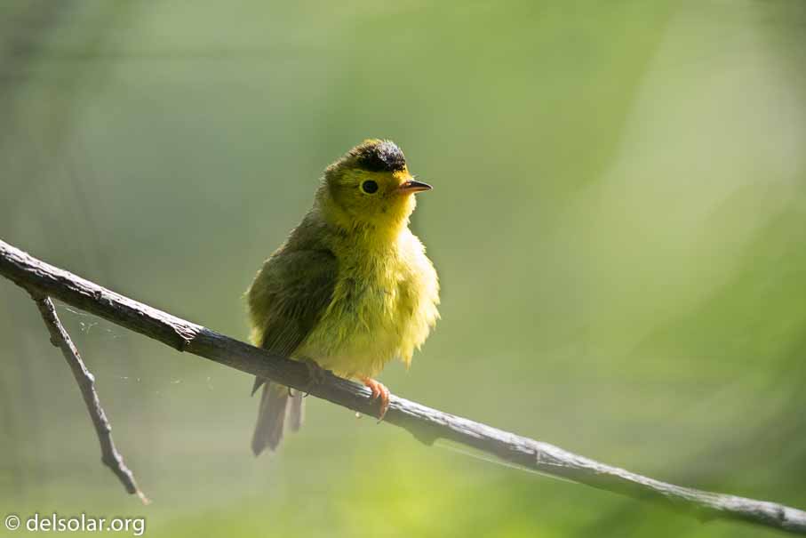 Canon EOS 7D Mark II - EF600mm f/4L IS II USM - 1/640 sec at f / 5.0 - 2/3 EV