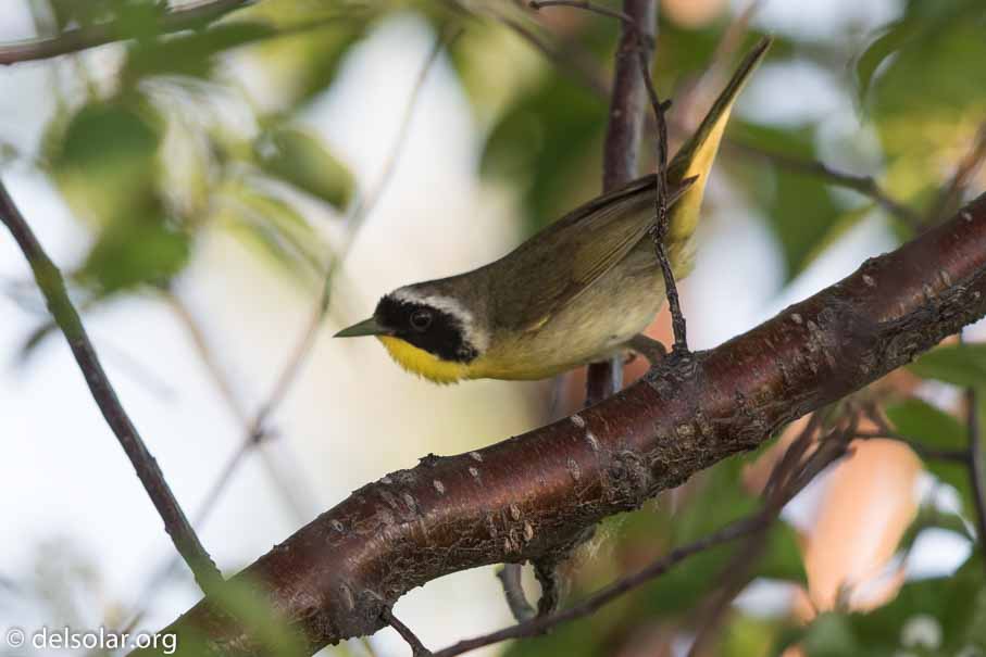 Canon EOS 7D Mark II - EF600mm f/4L IS II USM - 1/320 sec at f / 5.0 - 2/3 EV