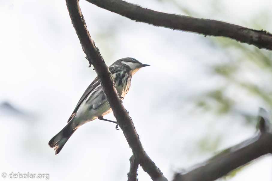 Canon EOS 7D Mark II - EF600mm f/4L IS II USM - 1/5000 sec at f / 4.5 - 1/3 EV