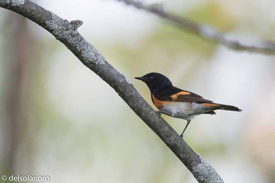 Canon EOS 7D Mark II - EF600mm f/4L IS II USM - 1/3200 sec at f / 4.5 - 2/3 EV