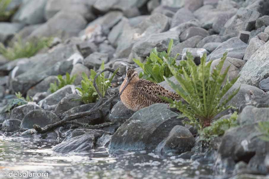 Canon EOS 7D Mark II - EF600mm f/4L IS II USM - 1/160 sec at f / 4.5 - 2/3 EV