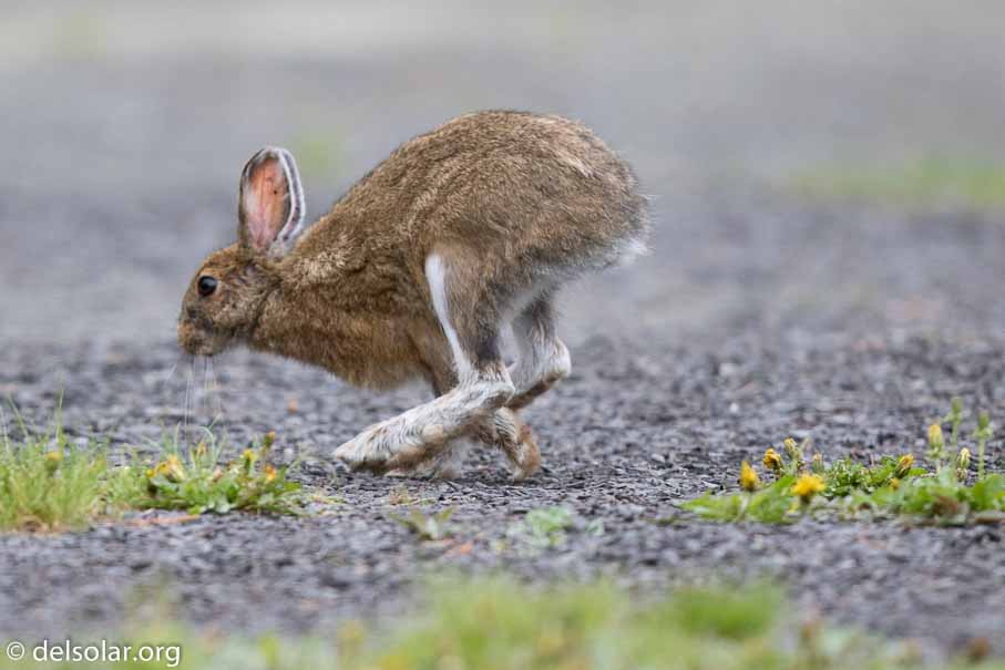 Canon EOS 7D Mark II - EF600mm f/4L IS II USM - 1/1600 sec at f / 4.5 - 1 EV