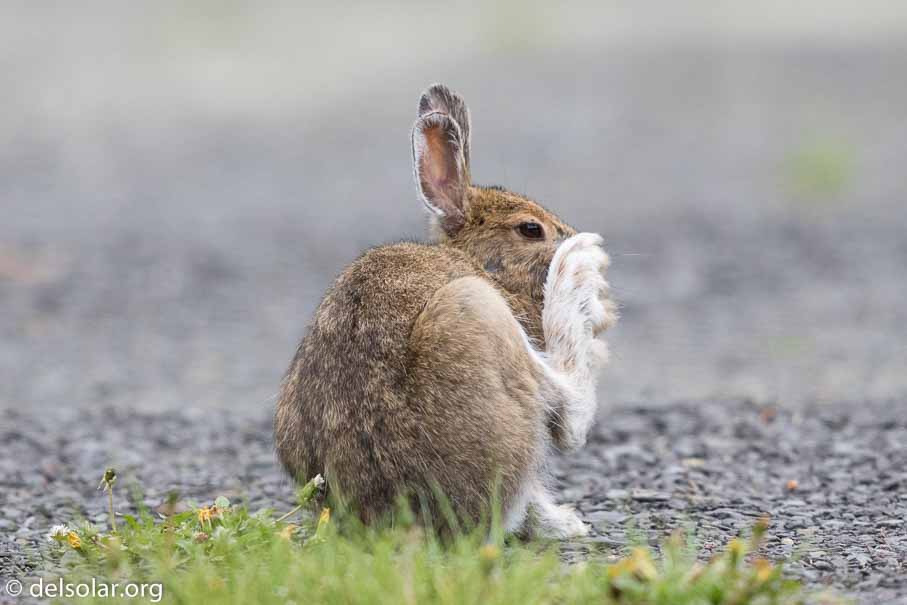 Canon EOS 7D Mark II - EF600mm f/4L IS II USM - 1/1250 sec at f / 4.5 - 1 EV