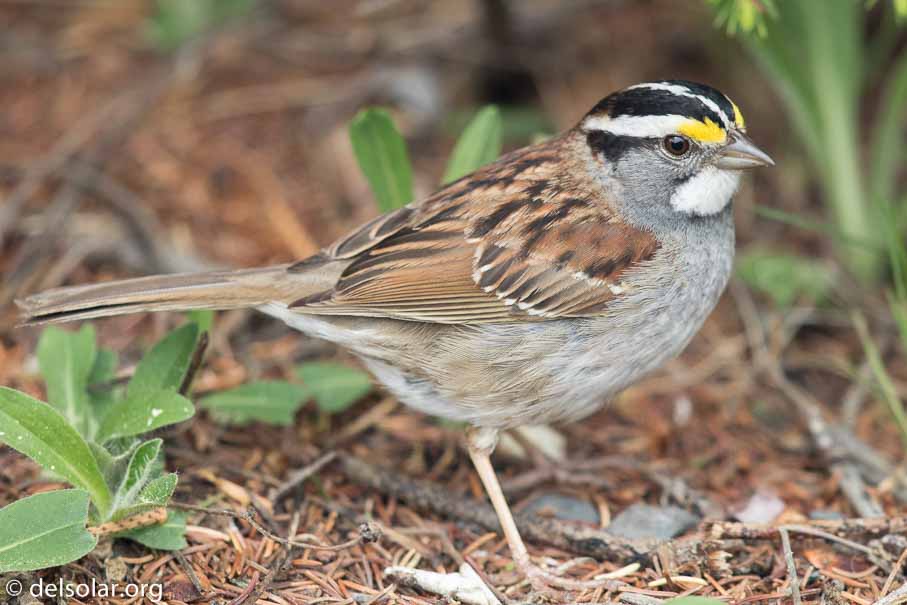 Canon EOS 7D Mark II - EF600mm f/4L IS II USM - 1/1000 sec at f / 4.5 - 1 EV